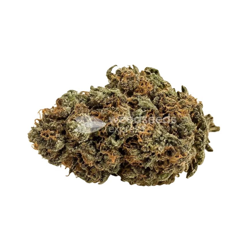 Watermelon Zkittlez Bud