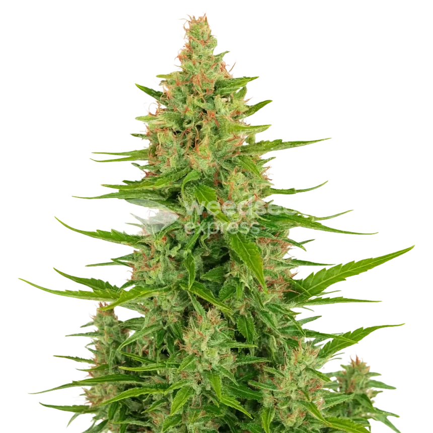 Wedding Cake Auto Plant