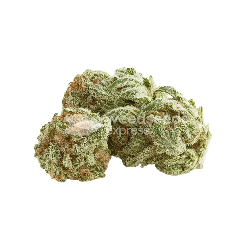 White Rhino Auto Bud