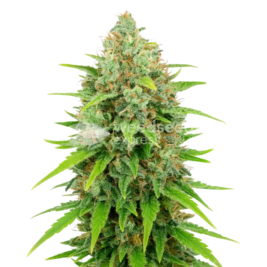 White Rhino Auto Pflanze