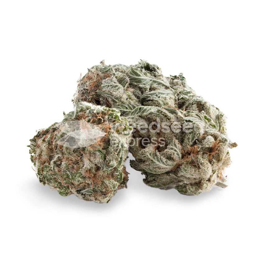 White Rhino Bud