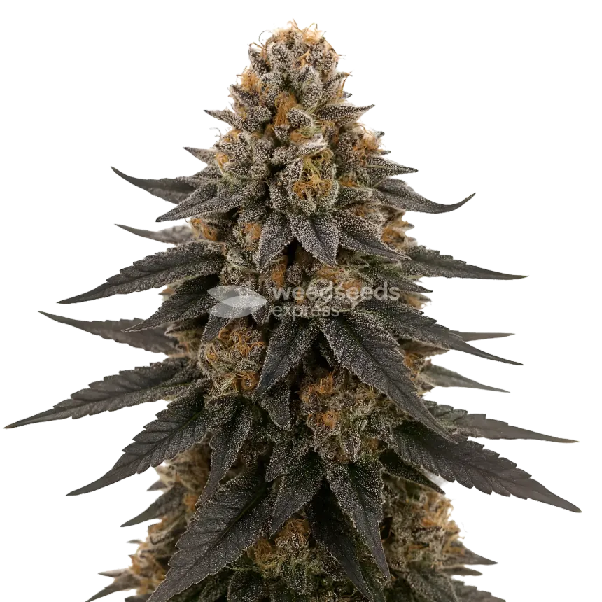 White Runtz Cannabis Plant