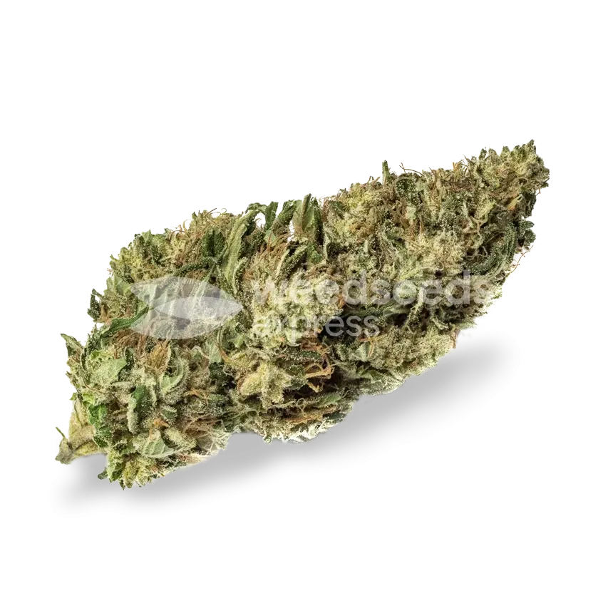 White Russian bud