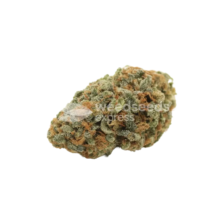 White Widow Auto Bud