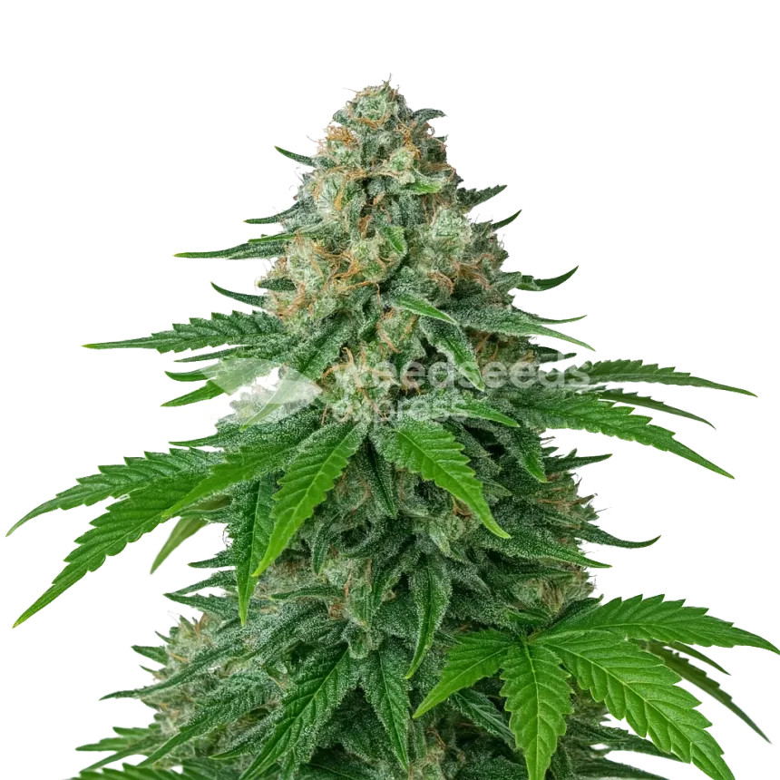 White Widow Auto Plant