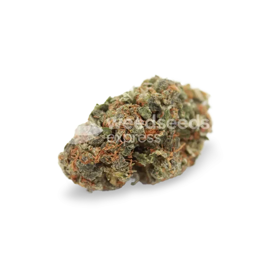 White Widow bud