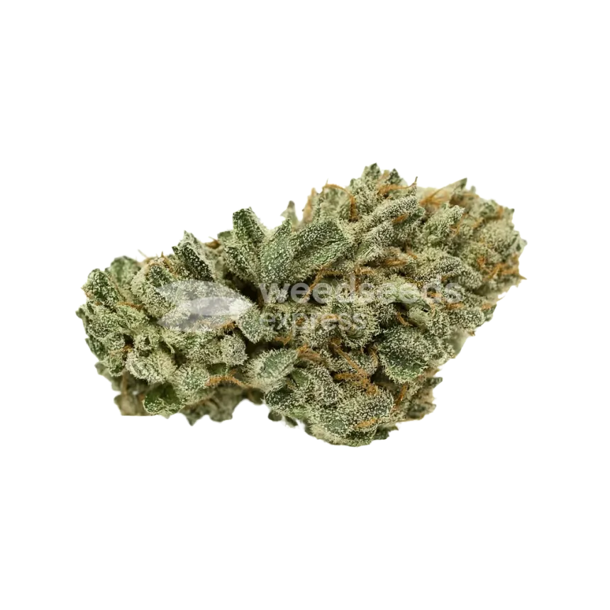 White Widow x Northern Lights Auto Bud