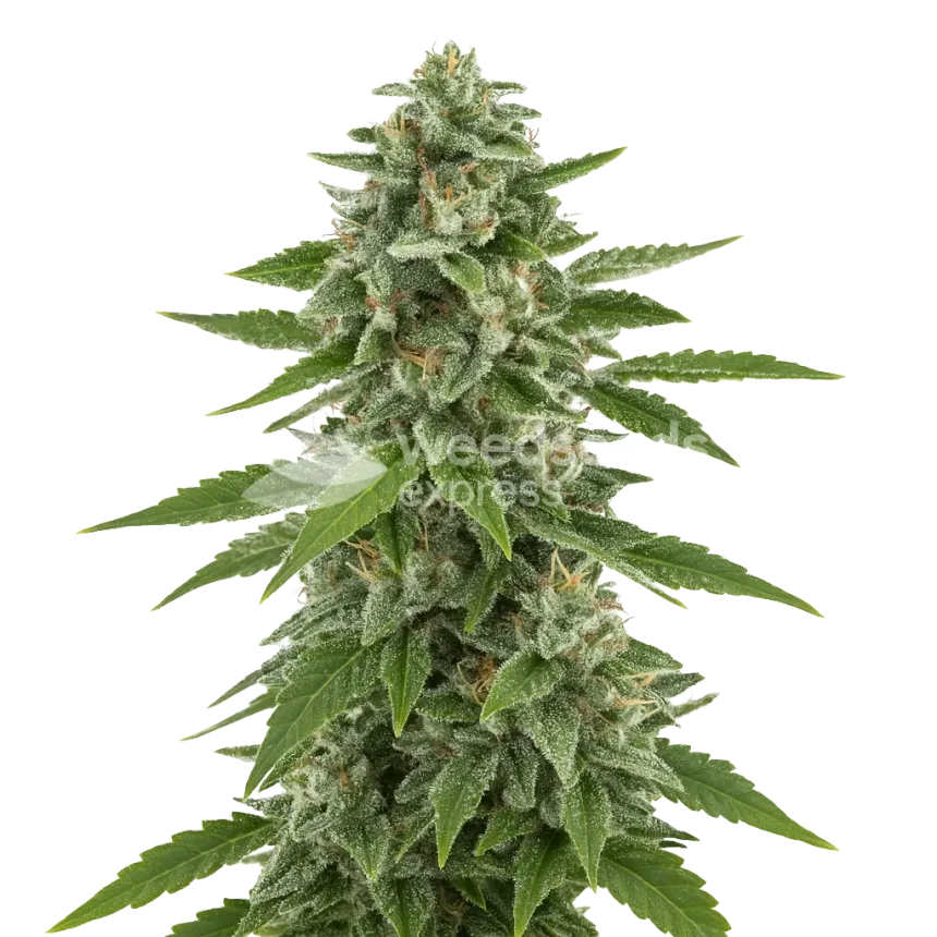 White Widow x Northern Lights Auto Plant