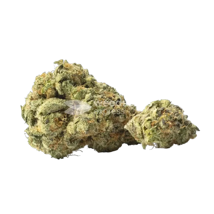 Yumboldt Banana Auto Bud