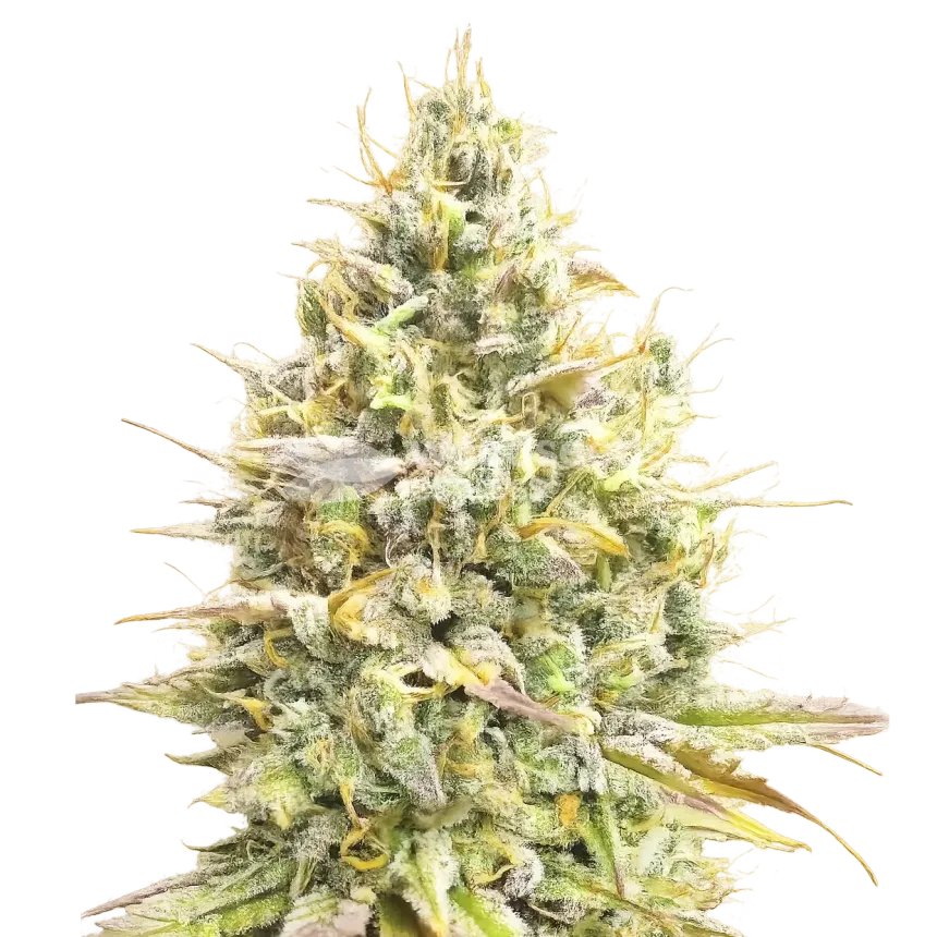 Yumboldt Banana Plant