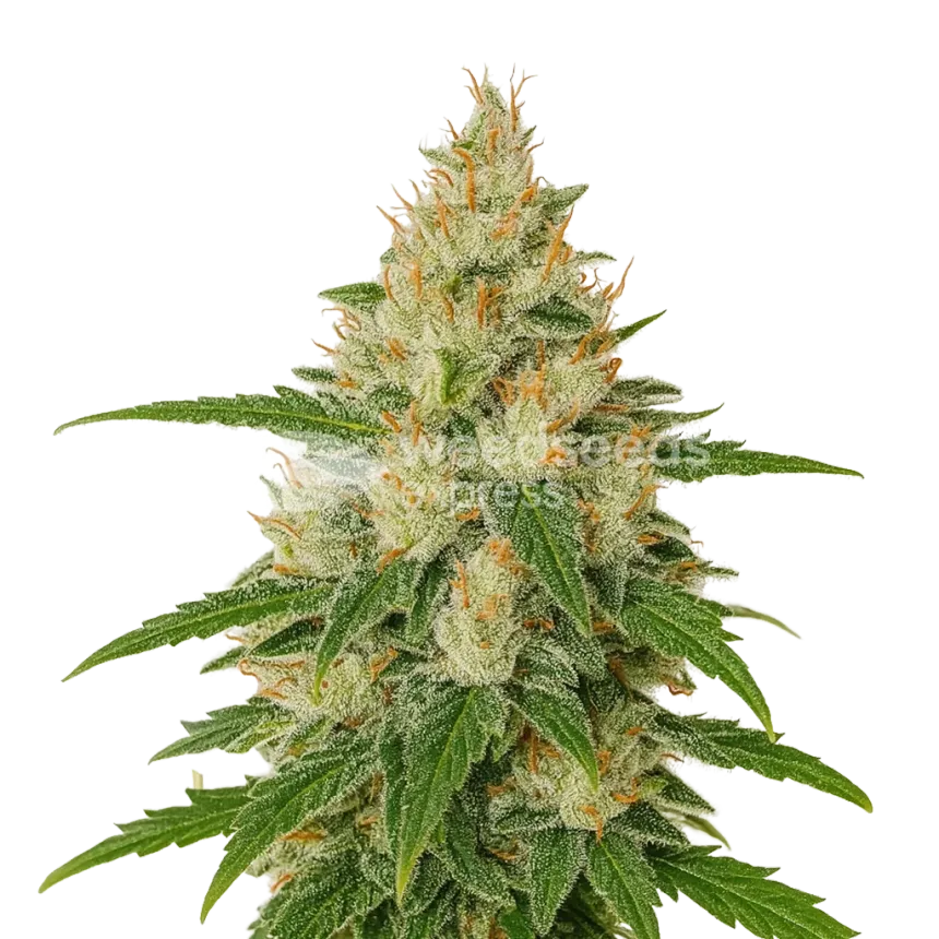 Zkittlez Auto Plant