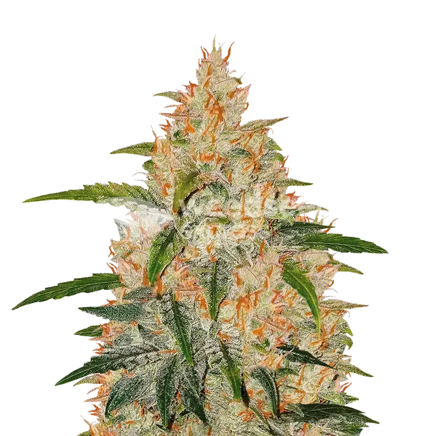 Zkittlez plant