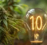 10 Tips for Maximum Yields from Your Cannabis Plants