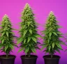 5 Beste Autoflower-Sorten für unauffälligen und diskreten Anbau