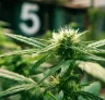 5 Key Tips for Transitioning Photoperiod Cannabis Plants from Veg to Flower