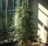 6 Expert Tips for Controlling Height When Growing Sativa Cannabis Indoors