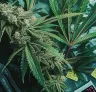 6 Proven Tips to Shorten the Flowering Time of Your Cannabis Plants