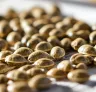 9 Facts Every Grower Should Know About Feminized Cannabis Seeds