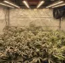 Advanced Cannabis Plant Training: The Ultimate Guide to Maximizing Yields