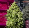 Journal de Culture Amnesia Haze Semaine après Semaine