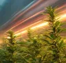 Beginners' Guide to Growing Fast-Flowering Cannabis Strains