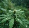 Best CBD Cannabis Strains for Growing in Humid Climates