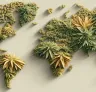 Best Landrace Cannabis Strains for Growing in Tropical Climates