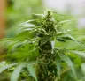 The 10 Best Mold-Resistant Cannabis Strains for a Successful Harvest in 2026