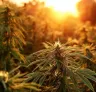 Best Photoperiod Cannabis Strains for Short Growing Seasons