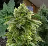 Bruce Banner Week by Week Grow Diary