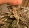 Identifying and Curing Bud Rot: Your Step-by-Step Playbook