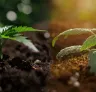 Coco Coir vs. Soil for Cannabis: Which is Better? Our Lab-Backed Take for Bigger Buds in 2026
