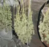 Der vollständige Leitfaden zum Ernten, Trimmen, Trocknen und Aushärten von Cannabis (2026)