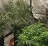 Der ultimative Leitfaden zu Cannabis-Genetik, Phänotypen und Züchtung