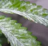 How to Spot and Treat Powdery Mildew: The Grower’s Playbook for Saving Your Harvest (2026 Update)