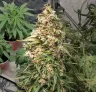 Charlotte's Web Week by Week Grow Diary