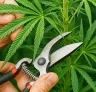 Defoliation Techniques for Feminized Cannabis: Boost Airflow & Yield Quality