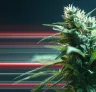 Graines de cannabis à floraison rapide expliquées : Pourquoi ces variétés mûrissent-elles si vite ?