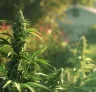 Fastest Cannabis Strains for Short Outdoor Seasons