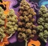 7 feminisierte Cannabissorten, berühmt für ihre einzigartigen Aromen