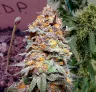 Granddaddy Purple Week by Week Grow Diary