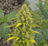 Acapulco Gold Auto - Woche für Woche Grow-Report & Sortenreview