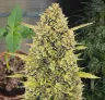 Acapulco Gold Week By Week Grow diary