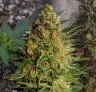 AK47 Auto - Week by Week Grow Diary & Strain Review