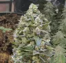 Alaskan Thunder Fuck - Week by Week Grow Diary & Strain Review