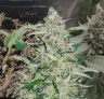 American Patriot - Week by Week Grow Diary & Strain Review