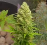 Banana Kush Auto - Week by Week Grow Diary & Strain Review
