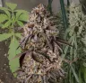 Black Runtz - Week by Week Grow Diary & Strain Review