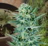 Blue Dream - Week by Week Grow Diary & Strain Review