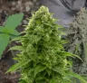 Bruce Banner Auto - Week by Week Grow Diary & Strain Review